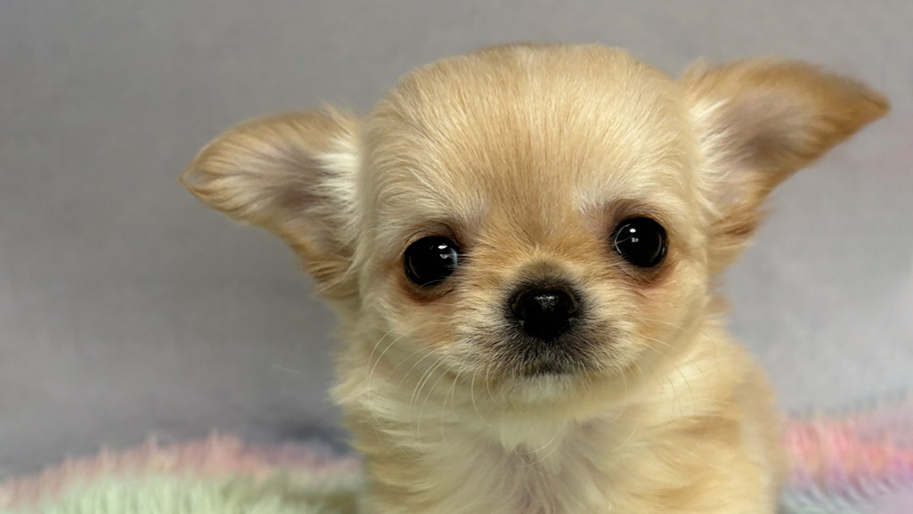 ブリーダー業も行っております!